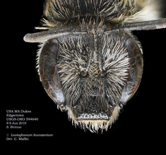 Lasioglossum leucozonium