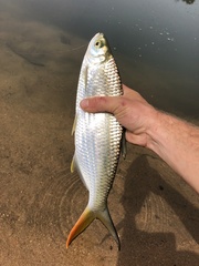 Brycinus