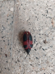 Coraliomela quadrimaculata