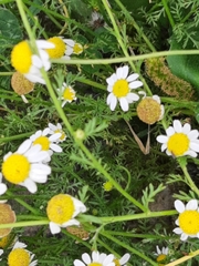 Anthemideae