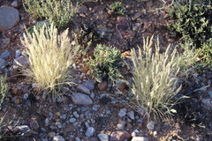 Enneapogon scoparius