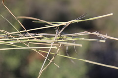 Enneapogon scoparius