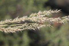 Enneapogon scoparius