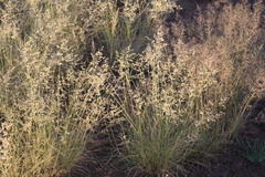 Eragrostis capensis