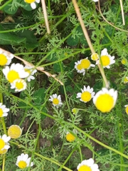 Anthemideae