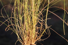 Eragrostis capensis