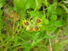 Ophrys sicula