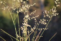 Eragrostis capensis