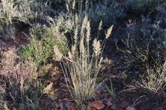 Eragrostis chloromelas