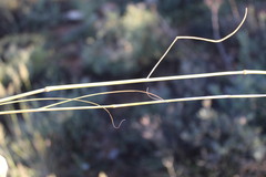 Eragrostis chloromelas