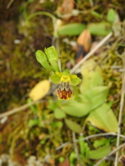 Ophrys sicula