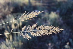 Eragrostis chloromelas