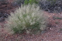 Eragrostis cylindriflora