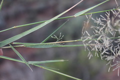 Eragrostis cylindriflora