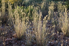 Fingerhuthia africana