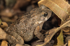 Sclerophrys regularis