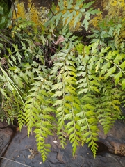 Asplenium praemorsum