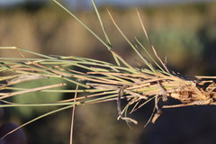 Fingerhuthia africana