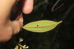 Miconia miocarpa