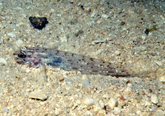 Fusigobius