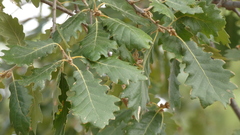 Quercus pubescens