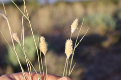 Fingerhuthia africana