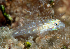 Fusigobius gracilis