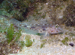 Fusigobius maximus