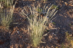 Stipagrostis ciliata capensis