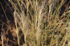 Stipagrostis ciliata capensis