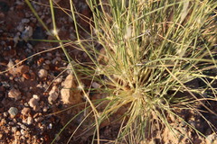 Stipagrostis ciliata capensis