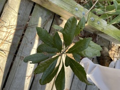 Morella caroliniensis