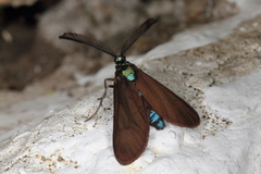 Theresimima ampellophaga