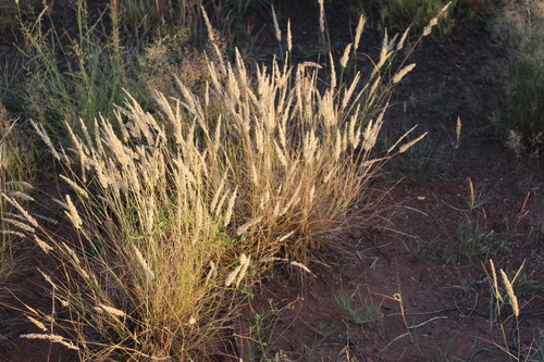 Enneapogon cenchroides
