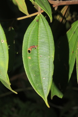 Miconia miocarpa