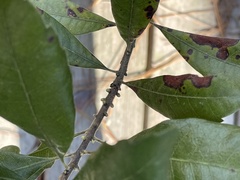 Morella caroliniensis