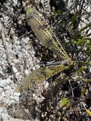 Palpares speciosus
