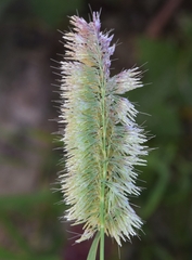 Lamarckia aurea