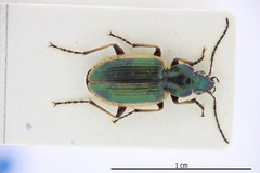 Agonum marginatum