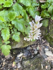 Francoa appendiculata