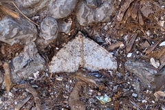 Nebula ibericata