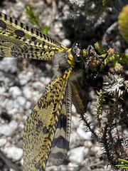 Palpares speciosus