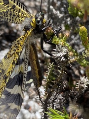Palpares speciosus