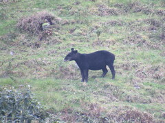 Tapirus pinchaque