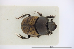 Onthophagus fracticornis