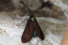 Theresimima ampellophaga