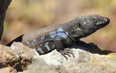 Gallotia galloti galloti