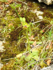 Ophrys sicula