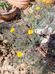 Thymophylla tenuiloba