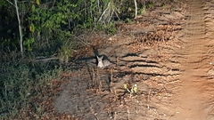 Caracal caracal caracal